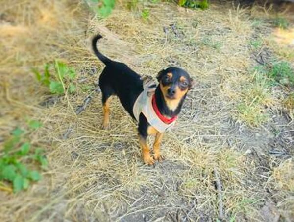 Dobri ein kleiner Pinscher