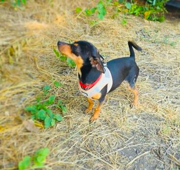 Dobri ein kleiner Pinscher