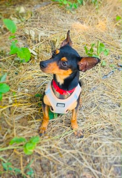 Dobri ein kleiner Pinscher
