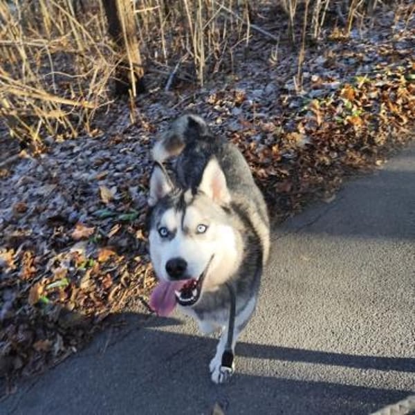 Husky-Bub JURi  will mit dir spielen