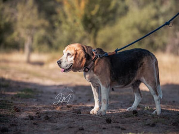 Charmanter Bruno sucht Zuhause