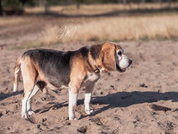 Charmanter Bruno sucht Zuhause