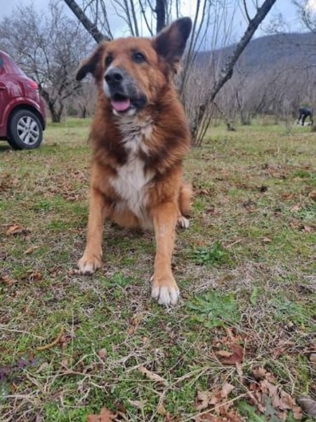 Bobby - sanfte Seele, Traumhund sucht Traum-Zuhause