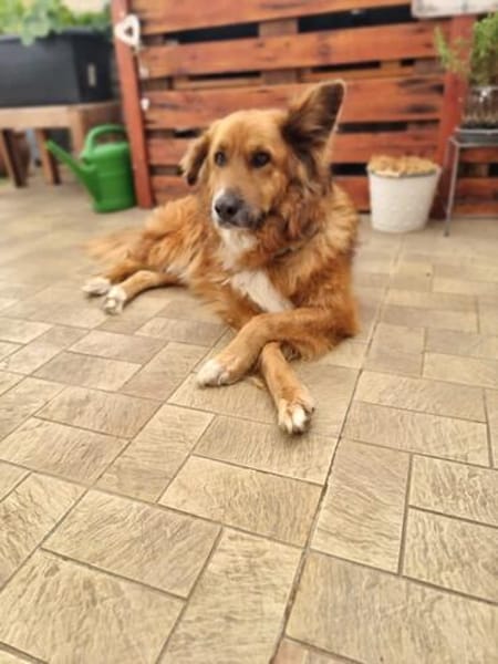 Bobby - sanfte Seele, Traumhund sucht Traum-Zuhause