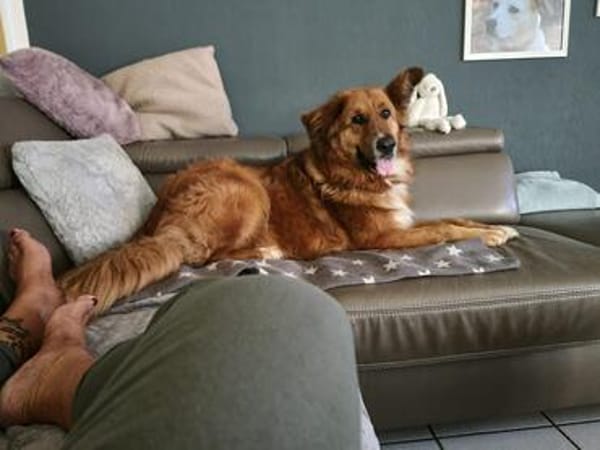 Bobby - sanfte Seele, Traumhund sucht Traum-Zuhause