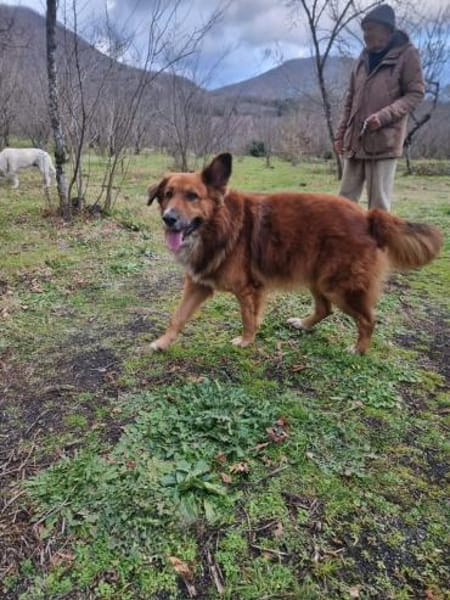 Bobby - sanfte Seele, Traumhund sucht Traum-Zuhause