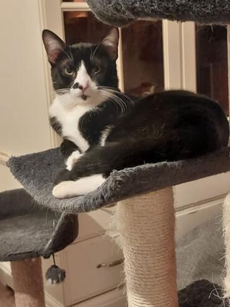 Milo Freundlicher Kater sucht  Familie