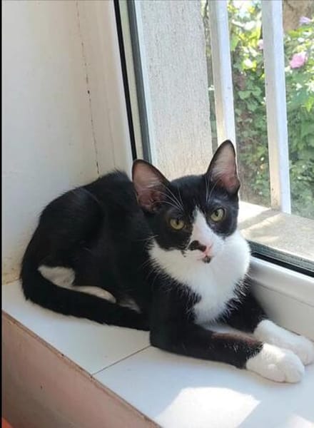 Milo Freundlicher Kater sucht  Familie