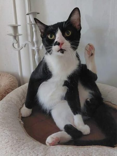 Milo Freundlicher Kater sucht  Familie