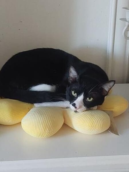 Milo Freundlicher Kater sucht  Familie
