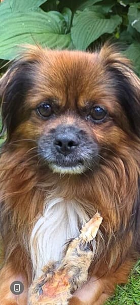Bonnie, kleines Pekinesen Männlein