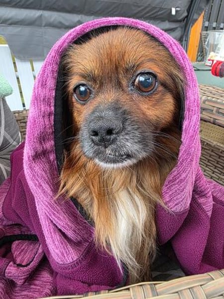 Bonnie, kleines Pekinesen Männlein