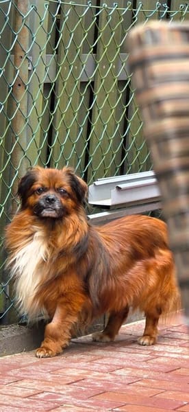Bonnie, kleines Pekinesen Männlein