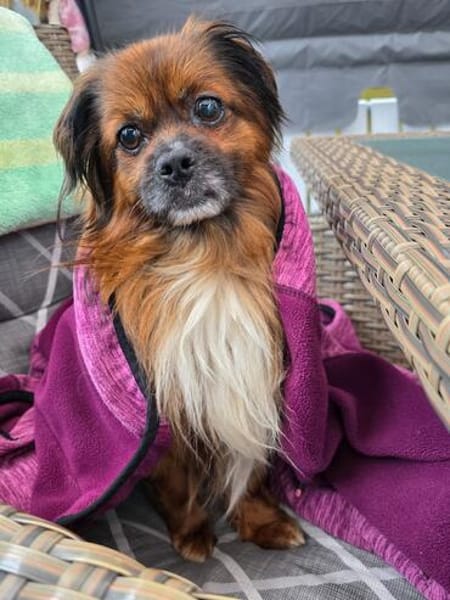Bonnie, kleines Pekinesen Männlein
