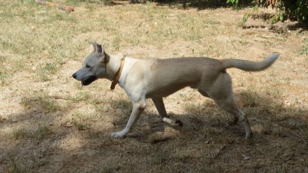 SIMBA CHAO