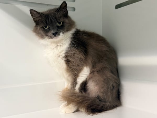 TAHIRI (FIV+)