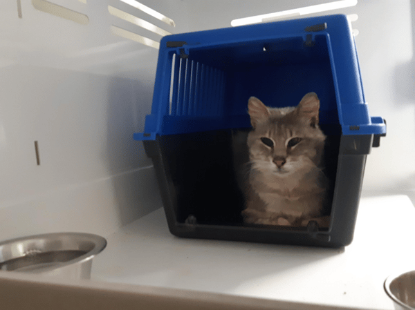 EFIM (CHAT SAUVAGE)