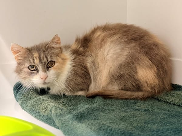 KOLYNA (FIV+)