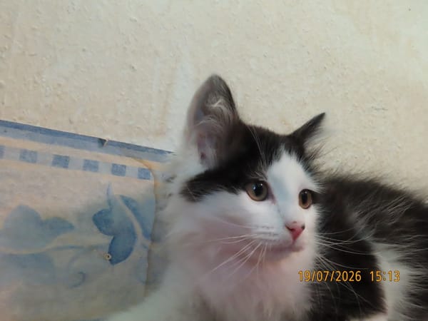 LINK
