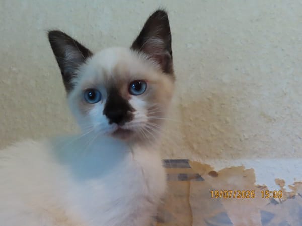 NINI chat