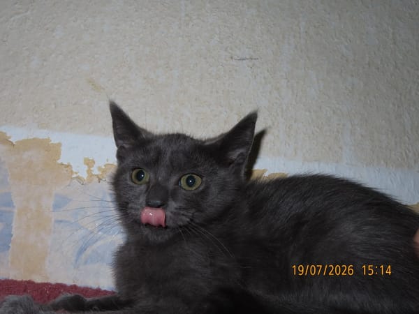 KAYA