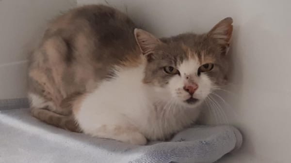 DELILAH (CHAT SAUVAGE)