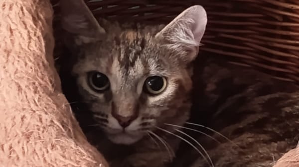 Romy (réservée)