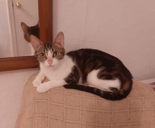 ARES et NOAA