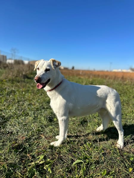 SAM (Animalea)