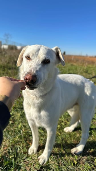 SAM (Animalea)