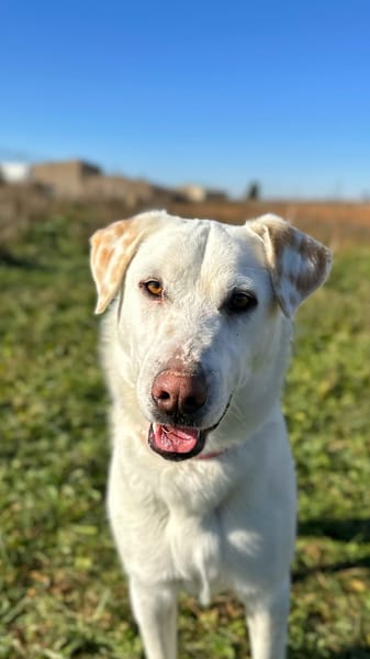 SAM (Animalea)