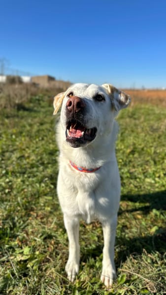 SAM (Animalea)