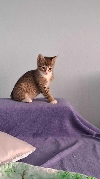 Enzo