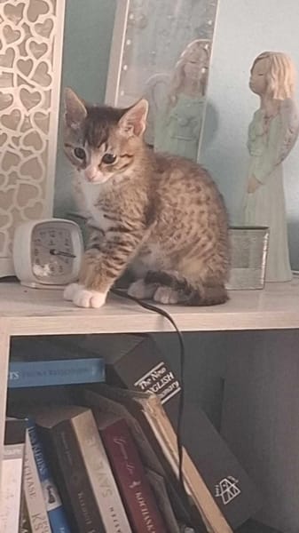 Enzo