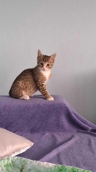 Enzo
