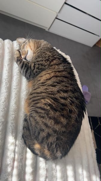 Simba
