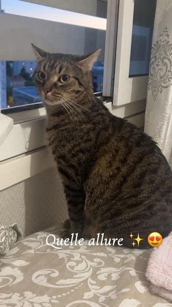 Simba