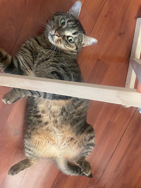 Simba