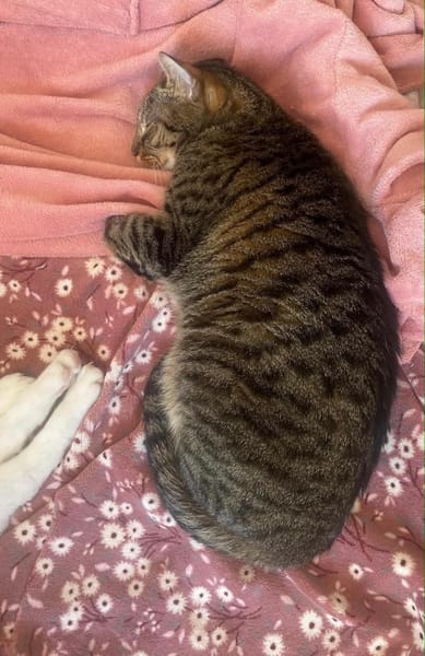 Simba