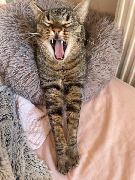 Simba