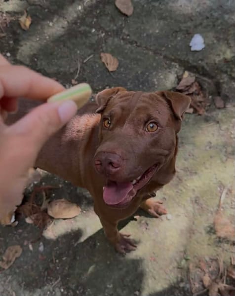 Pollux, mâle croisé Shar Pei, né le 03/06/2024 🐶