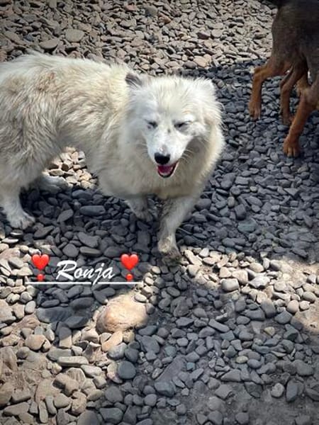Ronja, voller Sehnsucht nach Liebe