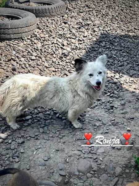 Ronja, voller Sehnsucht nach Liebe