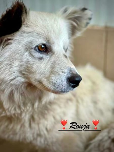 Ronja, voller Sehnsucht nach Liebe