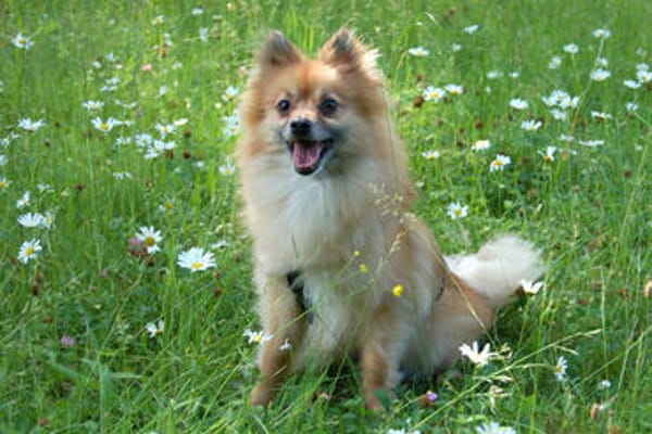 MÄXCHEN bringt Charme und gute Laune mit