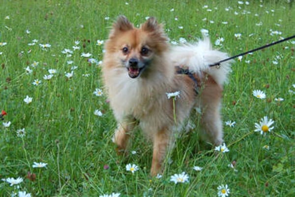 MÄXCHEN bringt Charme und gute Laune mit