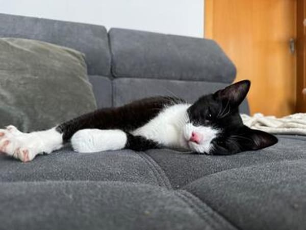 Koda Verspielter Kater sucht spielfreudige Familie