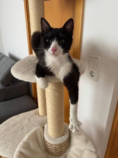 Koda Verspielter Kater sucht spielfreudige Familie