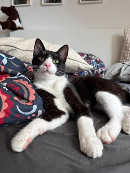 Koda Verspielter Kater sucht spielfreudige Familie