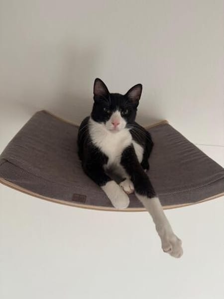 Koda Verspielter Kater sucht spielfreudige Familie
